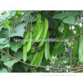Chinese Asparagus Pea Winged Pea Winged Bean Goa Bean Psophocarpus Manila Bean Seeds For Growing